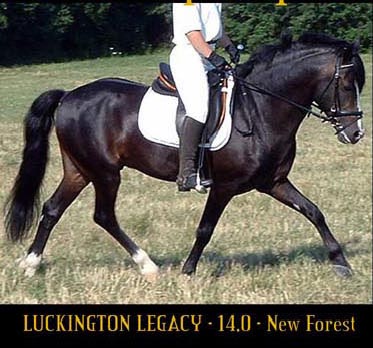 Luckington Legacy - New Forest Pony Stallion